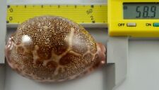 Cypraea geographica rewa for sale  Palo Alto
