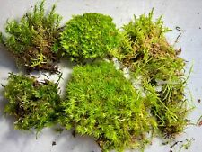Live moss bundle for sale  ISLEWORTH