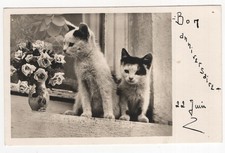 katzen fenster gebraucht kaufen  Stollberg, Niederdorf