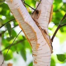Paper bark birch for sale  MACCLESFIELD