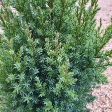 Juniperus chinensis stricta for sale  STOKE-ON-TRENT