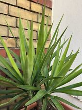 Yucca palme ableger gebraucht kaufen  Leipzig