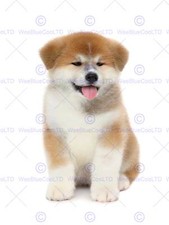 Photography dog puppy for sale  EDINBURGH