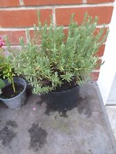 French lavender plant for sale  SOUTHAMPTON