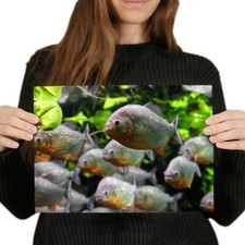 Aquarium piranha fish for sale  SELBY