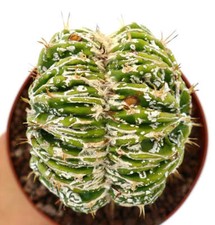 Astrophytum myrisotigma hakujo usato  Napoli
