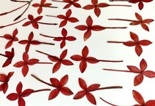 Ixora natural pressed for sale  Jensen Beach
