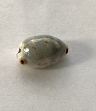 Coquillage cypraea hirundo d'occasion  Mandelieu-la-Napoule