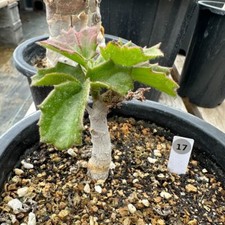 1cm succulent cactus for sale  Shipping to United Kingdom