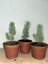 Pine tree saplings for sale  GRAYS