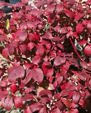 Cornus alba baton gebraucht kaufen  Westerstede