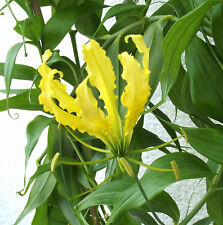 Gloriosa superba lutea gebraucht kaufen  Erfurt