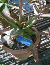 Semi aloe purpurascens usato  Trappeto
