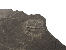 Trilobit tedlichia chinensis gebraucht kaufen  Burgheim