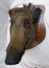 imbalsamato cinghiale usato imbalsamato cinghiale usato Certaldo