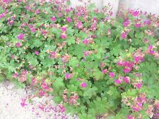 graine geranium d'occasion graine geranium d'occasion Besançon