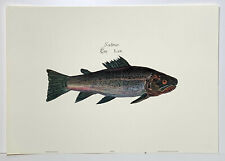 Salmo par lax for sale  STOURPORT-ON-SEVERN