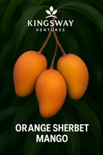 sweet oranges for sale sweet oranges for sale Hialeah