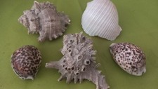 N.5 conchiglie mare usato  Trani
