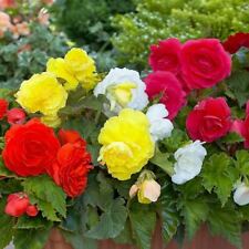 Begonia fimbriata mix for sale Begonia fimbriata mix for sale  MELTON MOWBRAY
