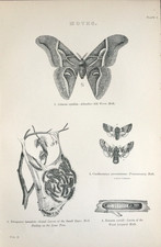 Antique entomology print for sale  TORRINGTON