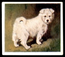 Godfrey phillips puppies for sale  HUNTINGDON
