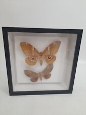 Taxidermy imbrasia moth for sale  RADSTOCK