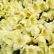 Rhododendron wren evergreen for sale  UK