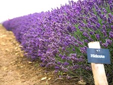 Live hidcote blue for sale  USA