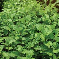 Mint peppermint plants for sale  EVESHAM