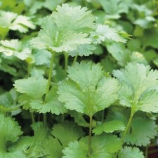 Coriander seeds 250 for sale  PEEBLES