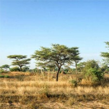 Graines acacia senegal d'occasion  Sabres