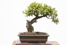 Chinese boxwood bonsai for sale  Russell