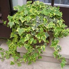 Established trailing variegate for sale  DRIFFIELD