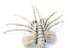 Facehugger alien lebensgroße gebraucht kaufen  Bielefeld