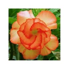 Orange desert rose for sale  Ravensdale