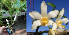 Chysis bractescens orchidée d'occasion  Fumel