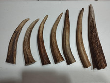 Bois cerf 22cm d'occasion  France