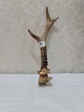 Deer roe antler for sale  STOKE-ON-TRENT