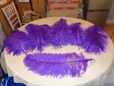 Purple wing ostrich for sale  CANVEY ISLAND