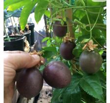 Passion fruit plant for sale  LONDON