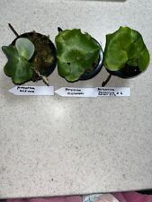 Platycerium starter set for sale  Eustis