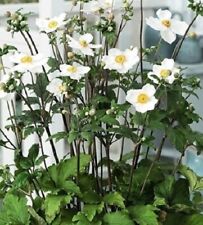 Anemone honorine jobert for sale  HORSHAM