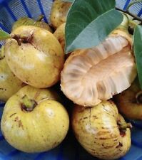 Pond apple alligator for sale  Trabuco Canyon