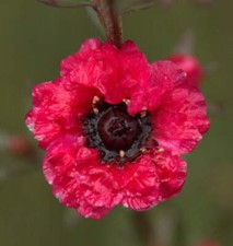 Leptospermum scoparium damasco usato  Napoli
