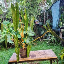 Philodendron billietiae plant for sale  Hollywood