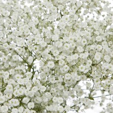 Baby breath seeds for sale  Tarpon Springs