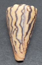 Conus princeps panama d'occasion  Saint-Pantaléon-de-Larche