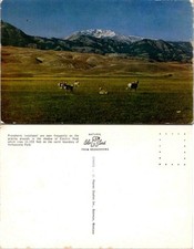 Vtgpostcard pronghorns grazing for sale  Lake Mary