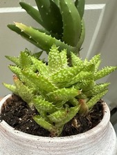 Tiger tooth aloe for sale  Lillington